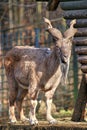 Bukharan Markhor Royalty Free Stock Photo