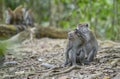 Bukit Lawang, Sumatra, Indonesia Royalty Free Stock Photo