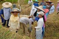 Bukit Tinggi, Indonesia - December, 20 2012 : Group of local people are working together harvesting paddy rice