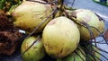 Buko, niyog (coconut fruit) from Philippines Quezon Province