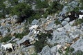Goats on rock. Bukovica. Croatia