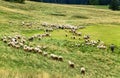 Bukowina Tatrzanska, Poland - August 21, 2015: Flock of sheep.