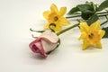 White background with half-open white rosebud with pink border and  two yellow daffodils Royalty Free Stock Photo