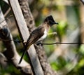 Bul bul perched on a fence. A small bird. Royalty Free Stock Photo