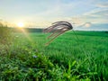 Bulang Grass can grow in cramped, watery or cold places and is therefore considered invasive