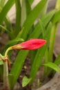 A Flower Bud of Amaryllis Lily