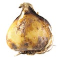Bulb of camas or Indian hyacinth or Camassia isolated on white