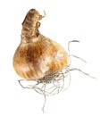 Bulb of daffodil isolated on white background Royalty Free Stock Photo