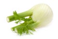 Bulb of fennel