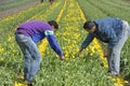 Bulb Field with colorful tulips and bulbs pickers Royalty Free Stock Photo