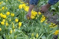 Bulb Field with yellow tulips