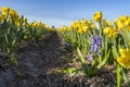 In the bulb fields full of yellow wild daffodils there is sometimes a stray blue hyacinth