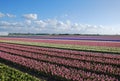 bulb-fields hyacinths Holland Royalty Free Stock Photo