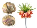 Bulb and flower of Crown imperial or Fritillaria imperialis isolated on white Royalty Free Stock Photo