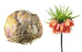 Bulb and flower of Crown imperial or Fritillaria imperialis isolated on white Royalty Free Stock Photo