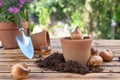 bulb of flowers in a flower pot on a wooden garden table Royalty Free Stock Photo