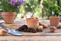 Bulb of flowers in a terra cotta  pot among dirt Royalty Free Stock Photo