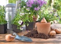 Bulb of flowers in a terra cotta  on a wooden garden table Royalty Free Stock Photo