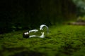 A Bulb on green surface with a nice blurry bokeh effect. photography art, light bokeh, photography, background, innovation, energy Royalty Free Stock Photo