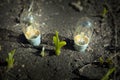 Bulb ground garden nobody Royalty Free Stock Photo