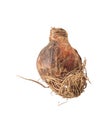 Bulb of hippeastrum amaryllis on white background isolated