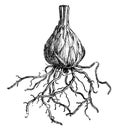 Bulb of Lily vintage illustration