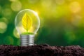 The bulb is located on the inside with leaves forest and the trees are in the light. Concepts of environmental conservation and gl Royalty Free Stock Photo