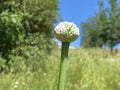 Bulb onion Allium cepa, Common onion, Zwiebel, Zwiebellauch, Bolle, Zipolle, Speisezwiebel, KÃÂ¼chenzwiebel oder Kuechenzwiebel Royalty Free Stock Photo