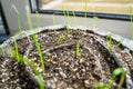 Bulb onion seeds germinate on the windowsill in seedlings close-up. Growing your seedlings on the windowsill in the house. Rolled Royalty Free Stock Photo