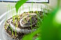 Bulb onion seeds germinate on the windowsill in seedlings close-up. Growing your seedlings on the windowsill in the house. Rolled