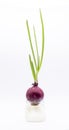 The bulb is planted in a jar of water. Green onion sprout Royalty Free Stock Photo