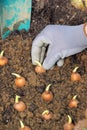 Bulb planting Royalty Free Stock Photo