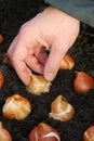 Bulb planting Royalty Free Stock Photo