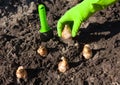 Bulb planting Royalty Free Stock Photo