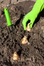 Bulb planting Royalty Free Stock Photo