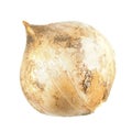 Bulb of Sicilian Honey Garlic or Nectaroscordum or Allium siculum isolated on white background