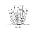 Hand Drawn of Welsh Onion on White Background