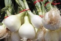 Bulb, white onions with tops. Royalty Free Stock Photo