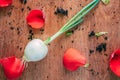 Bulb with young green sprouts on a wooden background with petals of roses, lumps of the earth and young leaves of a tree Royalty Free Stock Photo