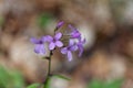 Bulbiferous coralwort Cardamine bulbifera Royalty Free Stock Photo