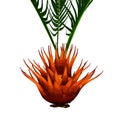 Bulbil of Cycas Circinalis