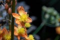 Medicinal plant Bulbine frutescens from South Africa