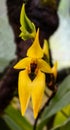 Bulbophyllum amplebracteatum