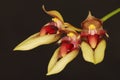 Bulbophyllum Royalty Free Stock Photo
