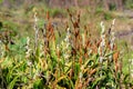 Bulbophyllum blepharistes at Thung Non Son