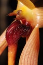 Bulbophyllum carunculatum and cootesii hybrid