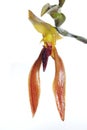 Bulbophyllum cootesii