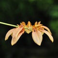 Bulbophyllum cumingii orchid