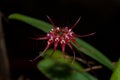 Bulbophyllum gracillinum Royalty Free Stock Photo