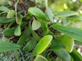 Bulbophyllum inconspicuum which thrives and thrives on large tree hosts